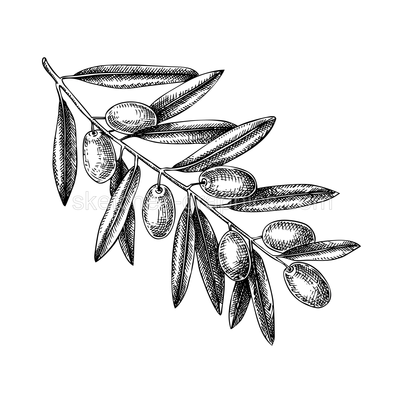 Hand drawn olive tree branch with leaves and fruit sketch isolated on white background. Olive tree twig botanical drawings in engraved style. Vector food illustration for oil packaging design Illustration